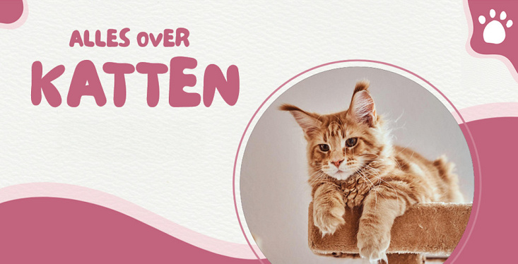 Kattendag: alles over katten